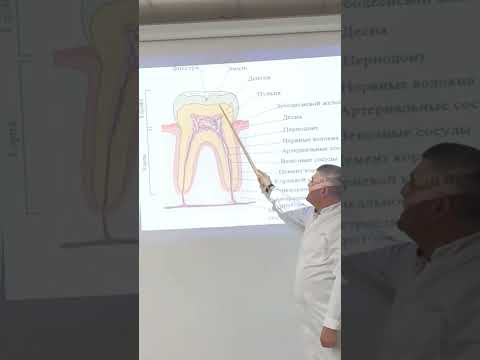 Строение зуба. Анатомия. Эдгар Кафаров