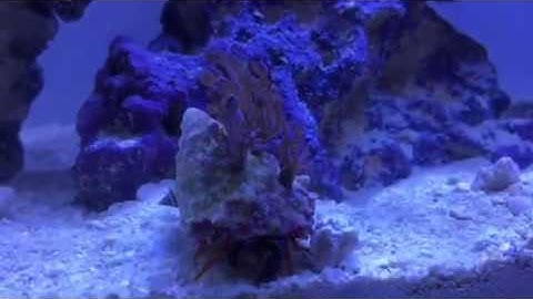 Hermit Crab with Xenia