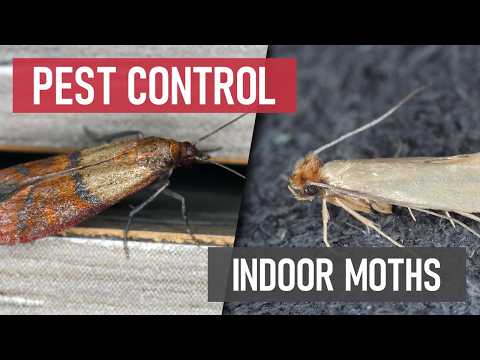 How to Control Indoor Moths!