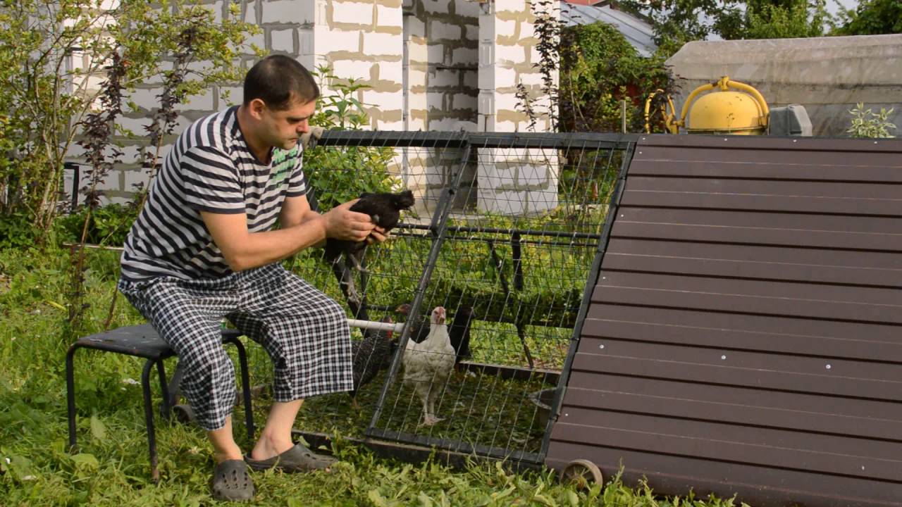 Расклев у кур. Причины. Как бороться. Чем лечить.