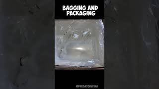 A DAY IN THE LIFE OF SHIPPING AT PREDATORY FINS  #aquarium #exoticaquariumfish #fishkeeping #fish
