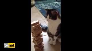 This Cat is Better at Jenga Than You