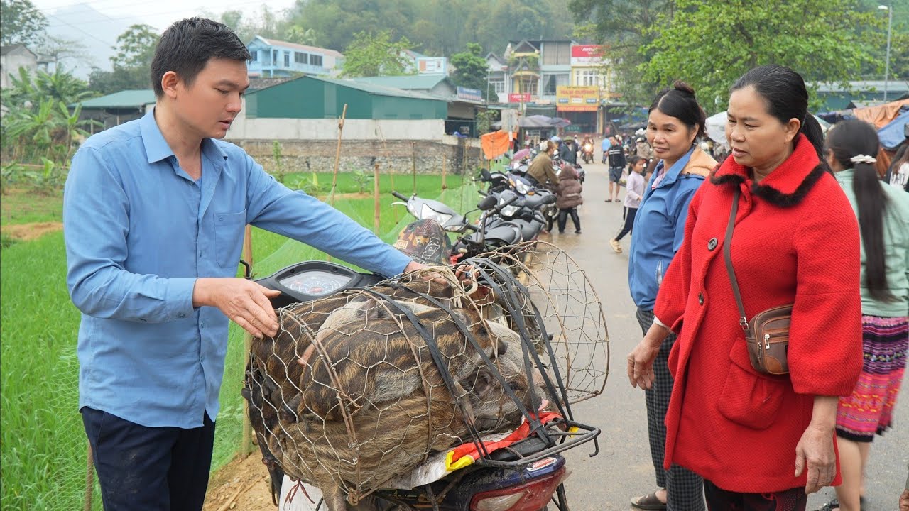 Wild pigs continue to give birth. I have to sell the larger litters of piglets. Green forest life