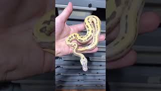 Ball Python Genetics Projects - Orange Dream Enchi (Super) Leopard (Super) Pastel Fire…