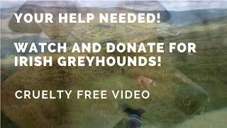 Help Them Irish Greyhound Fostering And Care For Enabling More Rescue