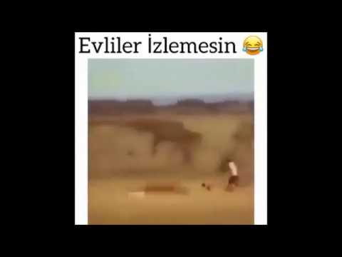 yavru ceylan ve çita. evliler izlemesin