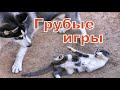 Грубые игры (кот не пострадал).