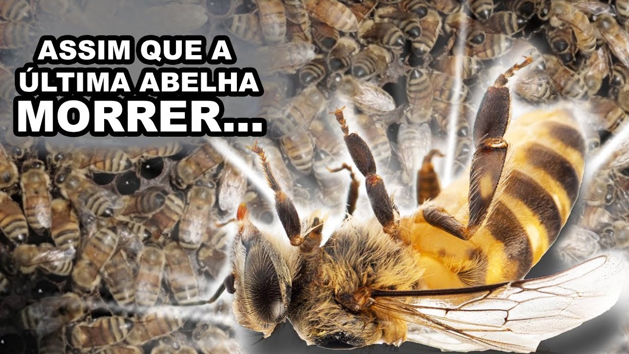 A EXTINÇÃO – ABELHAS