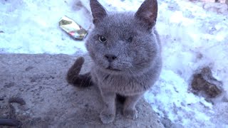 Gray Cat With One Eye He Is Back