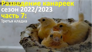 Зимнее разведение канареек. Часть 7: вылет птенцов и третья кладка