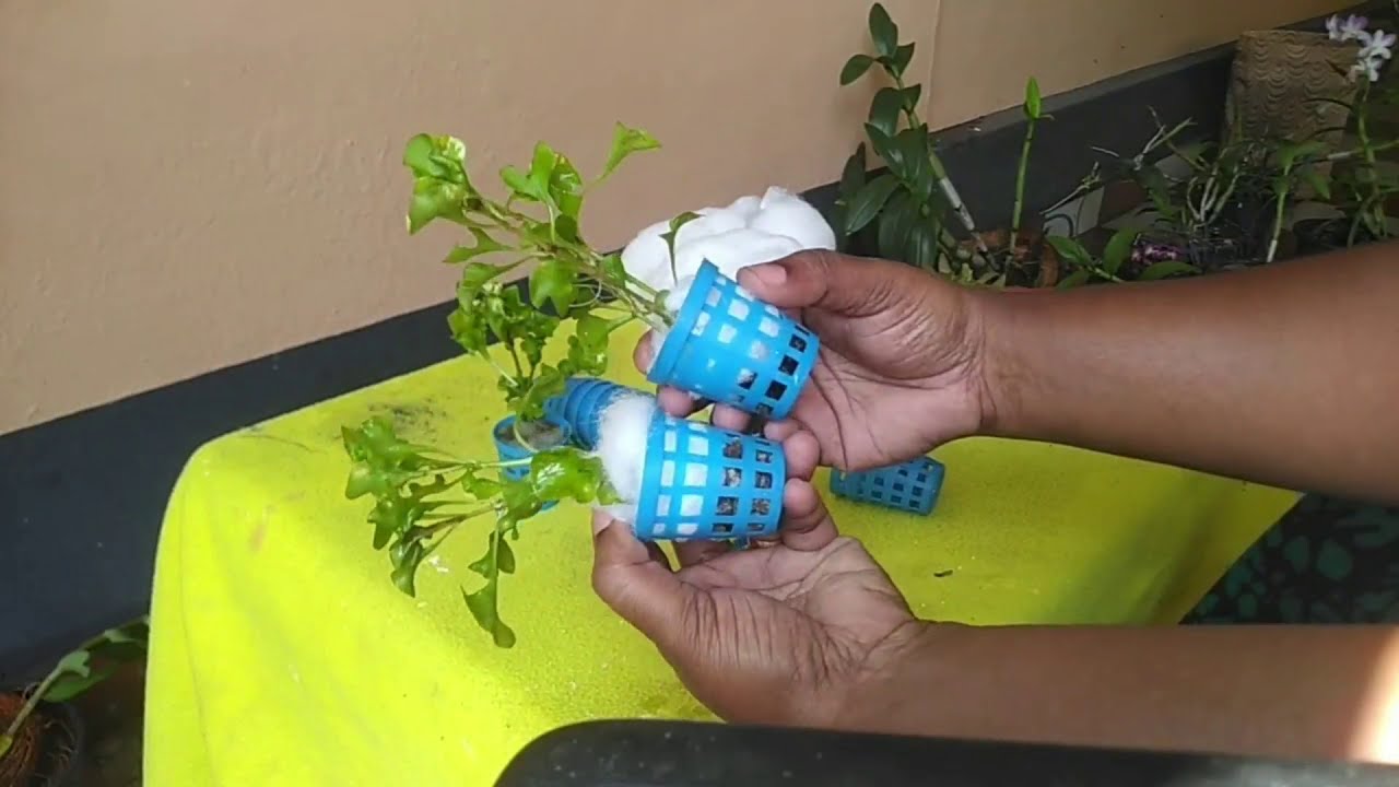 Plant potsMannuthy wholesale plant potsWater plants propagation