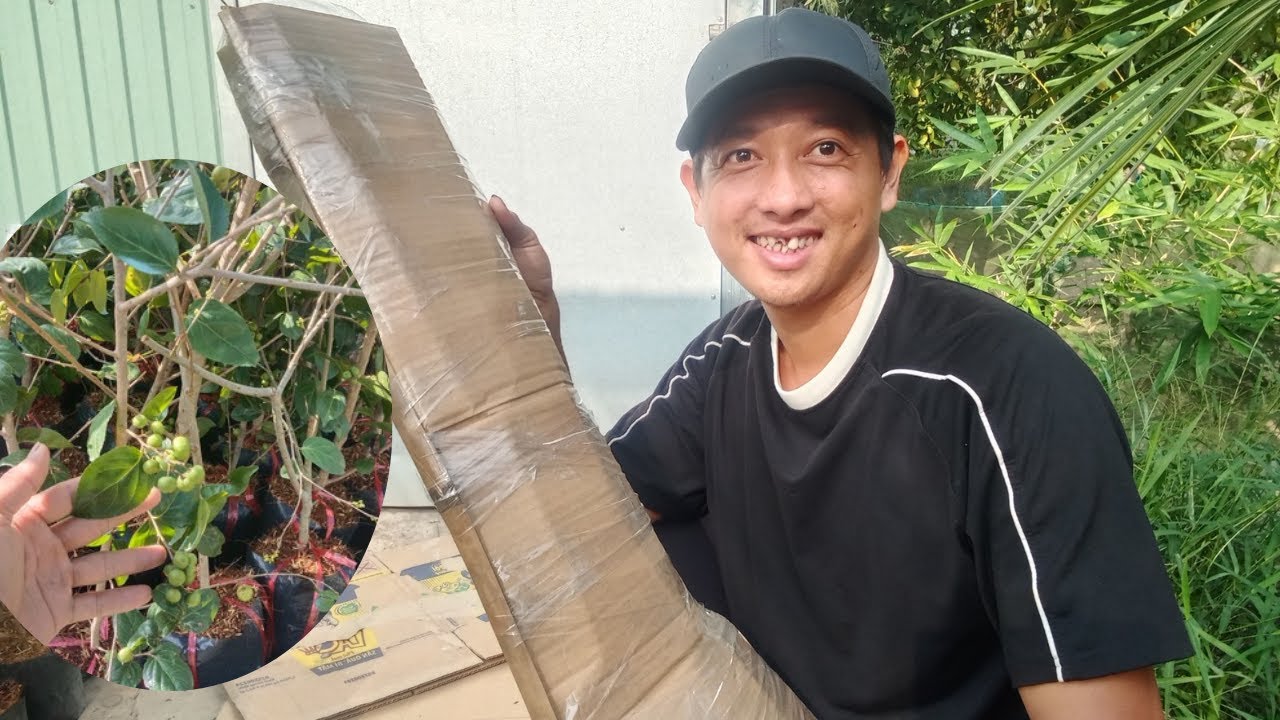 đóng gói hồng quân Đài Loan