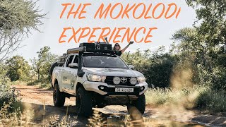 The Mokolodi Experience!