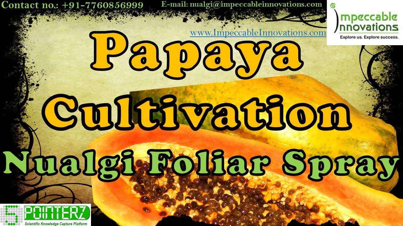 Papaya Cultivations Nualgi Foliar NanoNutrient Concentrate