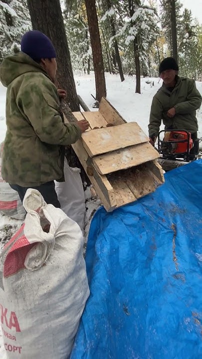 Кедровые орехи в тайге,подписывайтесь 😎🥳и в инсте подпишись garik.009 ...