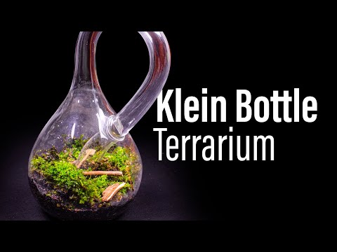 Klein Bottle Terrarium