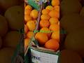 South Africa top seedless mendrin gross waight 11kg   price  in delhi azadpur mandi
