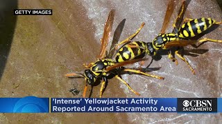 'Intense' Yellowjacket Activity Reported Around Sacramento Area, Vector Control Says