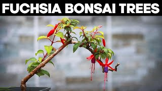 Fuchsia Bonsai Trees - Pruning and Shaping Ideas 🌱 screenshot 4