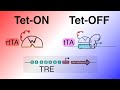 Protein Expression Vectors Tet OFF And Tet ON TTA RtTA Tet Based Gene Regulation Part 5 Protein Expression Vectors Tet OFF And Tet ON TTA RtTA Tet Based Gene Regulation Part 5
