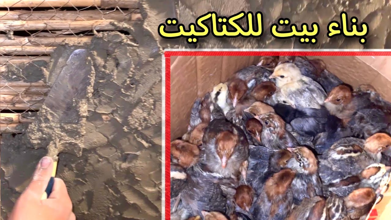 بناء بيت لكتاكيت الفيومي | وبيع الكتاكيت في السوق