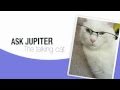 Got a Question? Ask the Cat! - Ask Jupiter