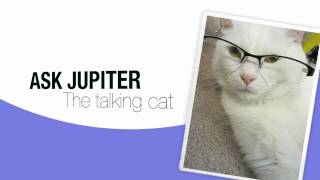 Got a Question? Ask the Cat!  Ask Jupiter