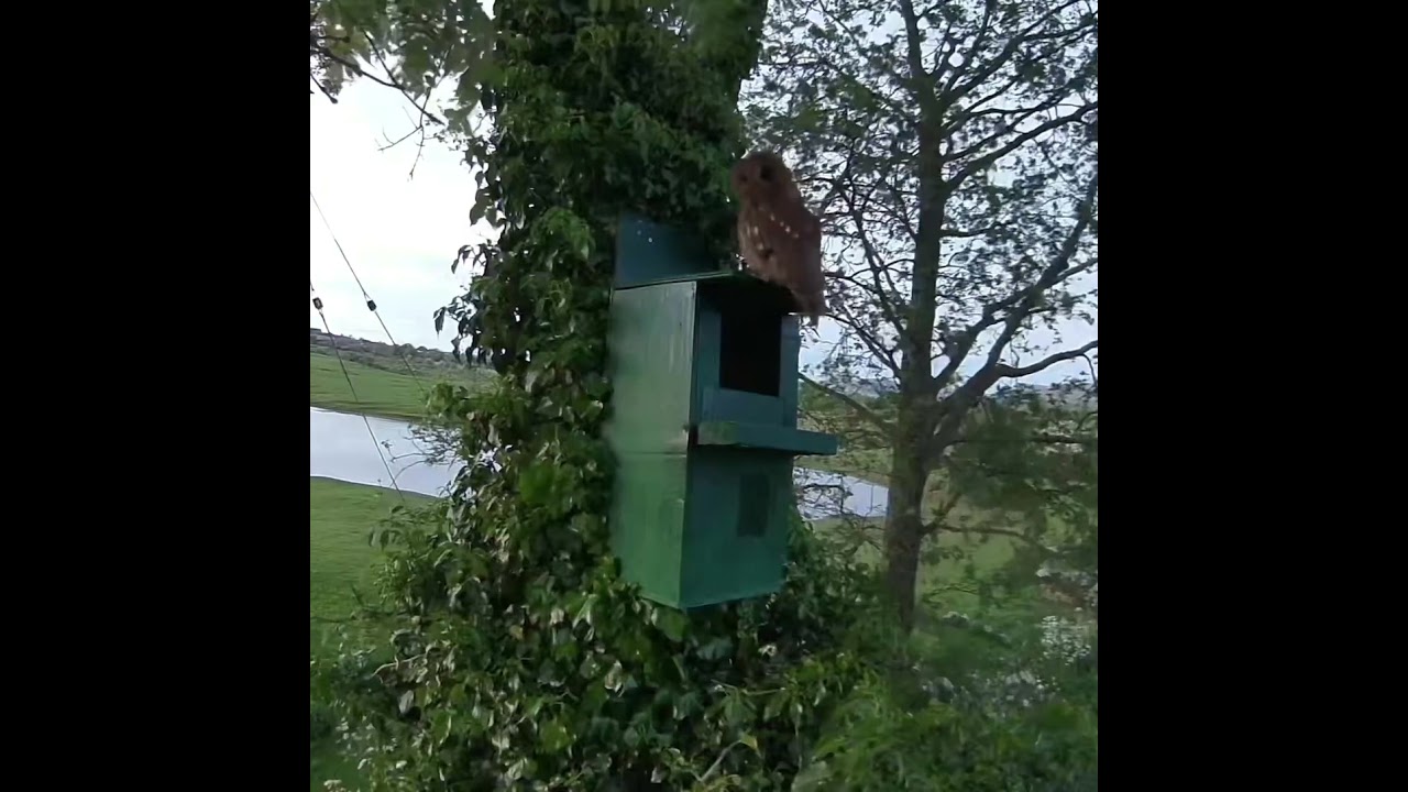 Tawny Owl looking at a box 2