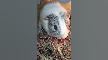 tiếng kêu bọ ú