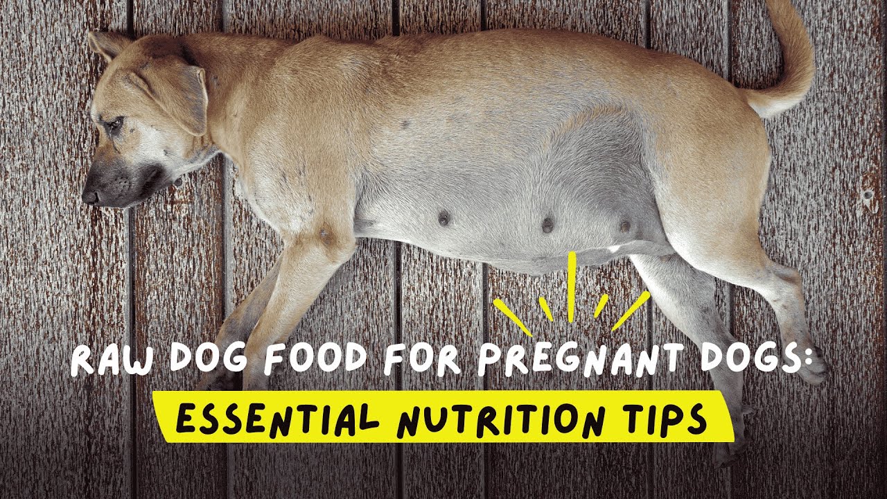 Raw Dog Food for Pregnant Dogs: Essential Nutrition Tips! - YouTube