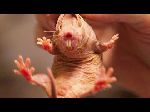 Top 7 Ugliest Animals in the World