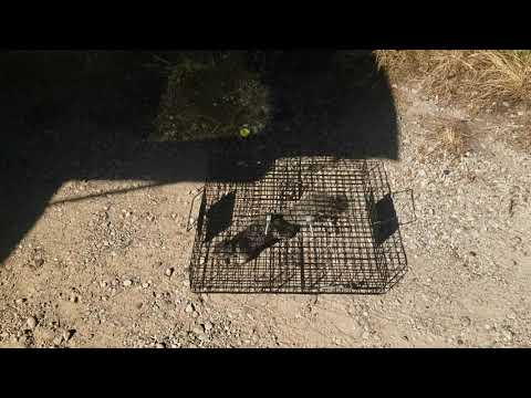 squirrelinator day 3