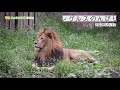【東山動植物園公式】 レグルスのんびり〜夏の終わり〜《 ライオン 》