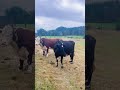 Cow family #healing #farmanimals #naturevideo #relaxation #farmlife #cows