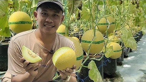 Panen Cuan Terus! Kisah Sukses Petani Milenial Budidaya Melon Hidroponik