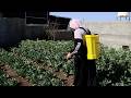 أمل مزروع في أرض مؤقتة