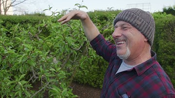 How To Control Spring Leaf Curl on Peach and Nectarine Trees