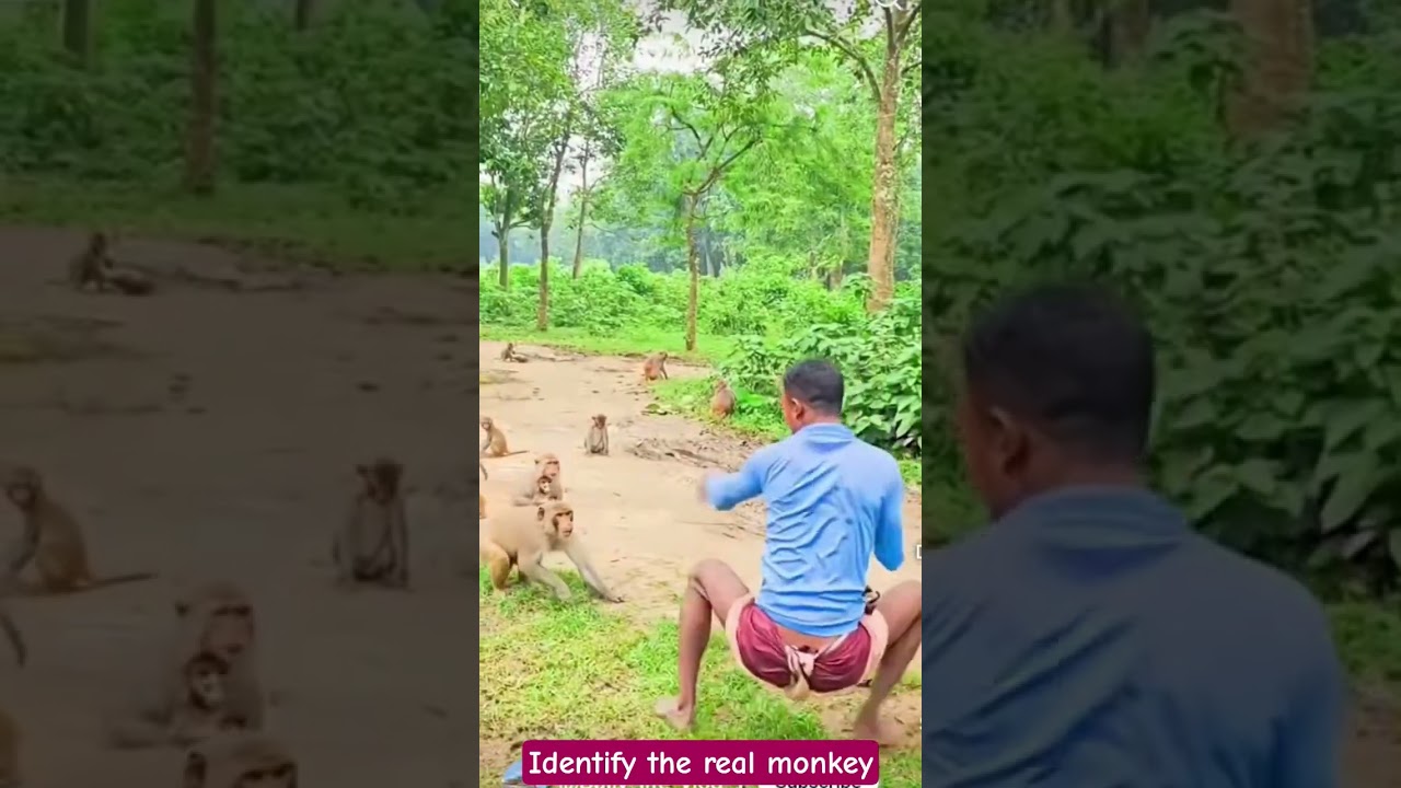 Identify the real monkey 🐒 | animal world 🌍| 