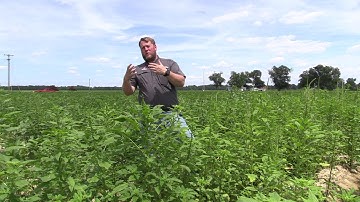 How did Palmer amaranth and waterhemp get In NC?