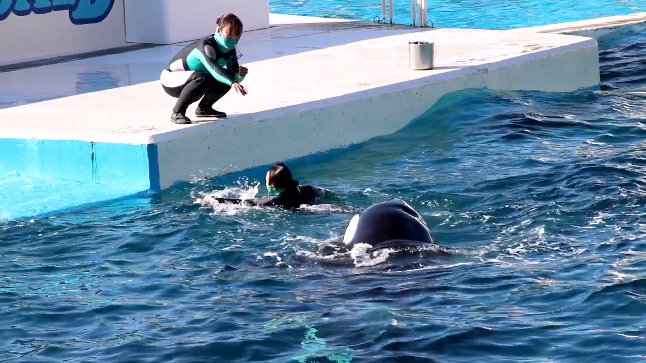 年振り返ったらシャチだった A Hill Mokumoku