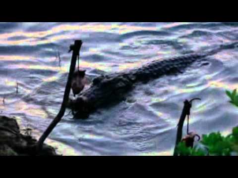 Crocodile Hunter  Die Schlangeninsel  | [3/4] |