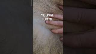 Lick From A Lion | The Lion Whisperer