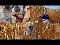 Densidad - Nitrógeno en cultivo de maíz. Campo de entrenamiento ¿gastar en semilla y fertilizante?