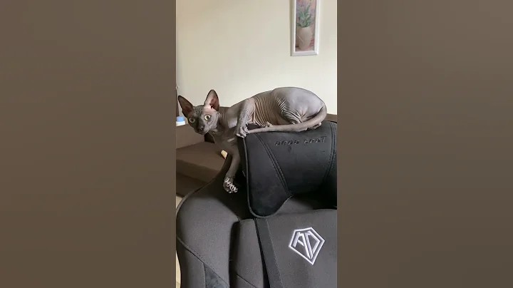 Video 7331331: sphinx cat cute funny, sphinx cute catlover, cats catlover cutecat funny, catlover cutecat love funny