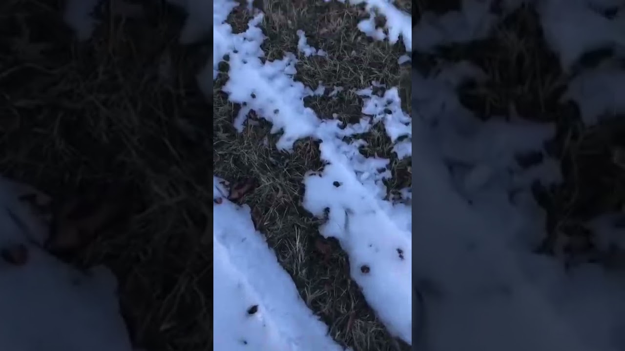 Extinct or alive eastern elk Trailer￼