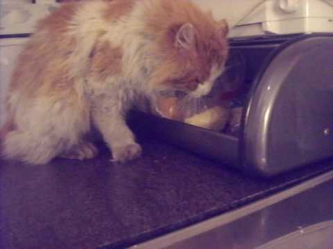Cat In A Bread Box Magnificent Cat In The Bread Box YouTube Cat In A Bread Box Magnificent Cat In The Bread Box YouTube