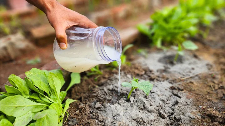 Cucumbers will grow like crazy! Just pour this over the cucumber plants