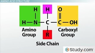 Introduction to Amino acids biochemistry