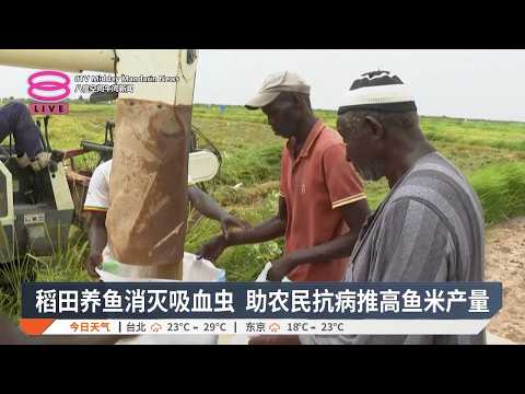 塞内加尔稻田养鱼 助农民抗病增加产量【2026.09.16 八度空间午间新闻】