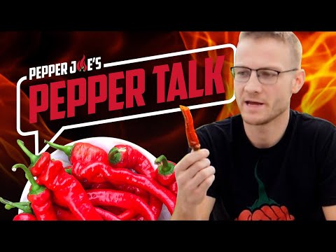 Video: Är jimmy nardello peppers kryddig?